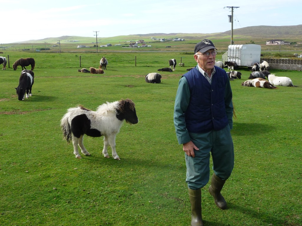 Shetland Pony