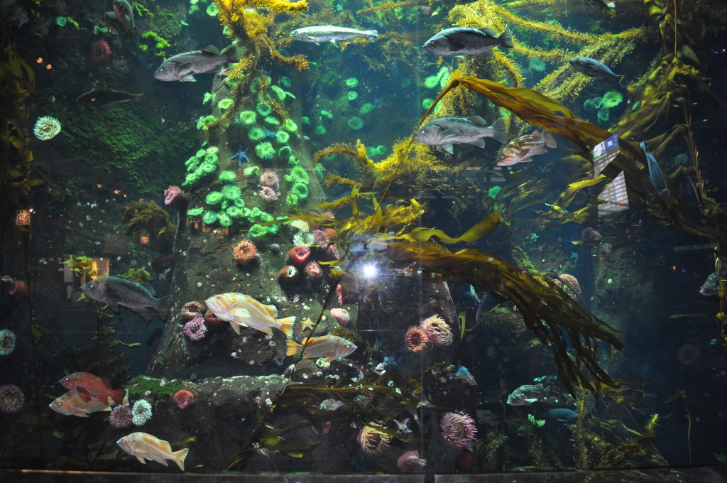 Aquarium at International Departure lounge in Vancouver