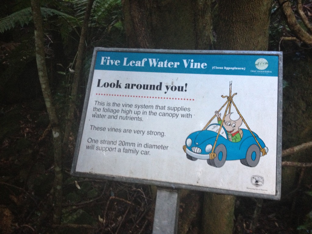 Five Leaf Water Vine
