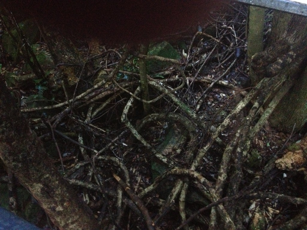 More vines