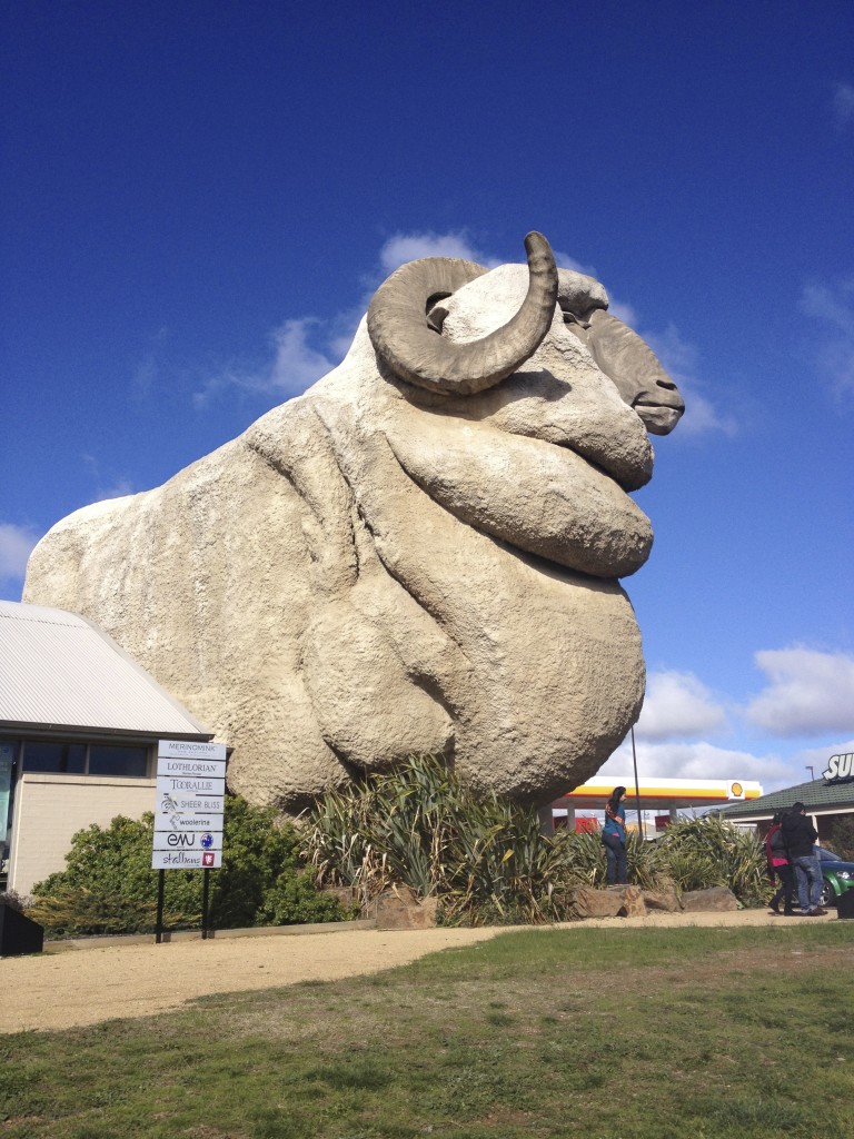 The Big Merino